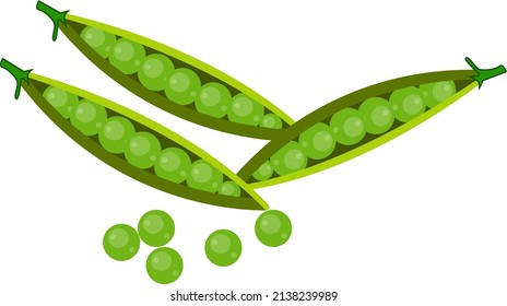 Green peas, illustration, vector on a white background.
