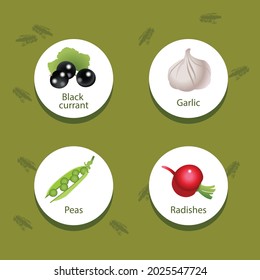 Green peas isolated on white background. Vector illustration of fresh food in a flat style. Icon, banner.