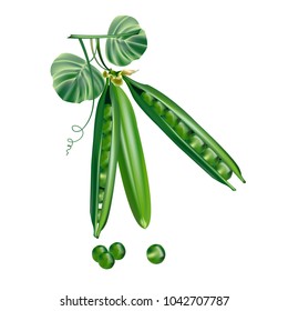 Green peas with leaves. Peas 3D vector. Pea Sticks.