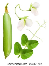 Garzas verdes, hojas y flores. Ilustración del vector