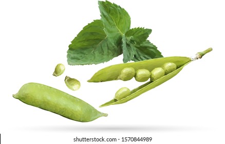 Green peas and mint in polygonal style. Low poly fresh food. Elements for label design. Ingredients in triangulation technique. Vector illustration.