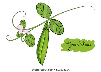 green peas on a branch with flowers.  vector illustration.