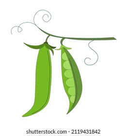 Green peas on twig, two vegetable pods. Vegetarian food. rustic trendy greenery