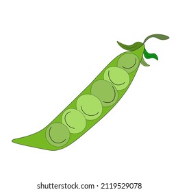 Grüne Erbsen, eine Hälfte einer offenen Hülle grüner Erbsen ohne Blätter. Gemüsepod für Gemüsekonserven. umweltfreundliches ökologisches Agrarprodukt. rustikales Mikrogrün.