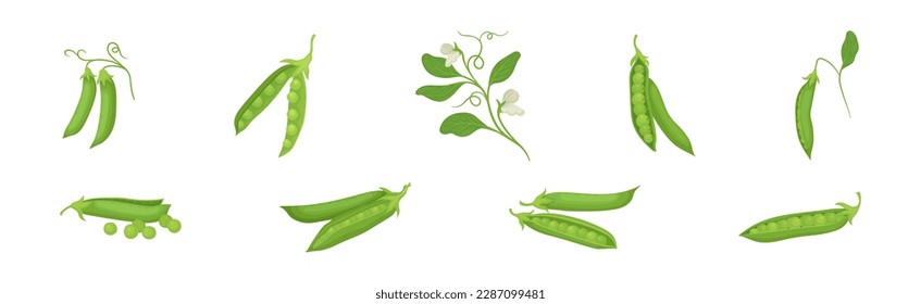 Green Peas in Pod as Agricultural Crop Vector Set