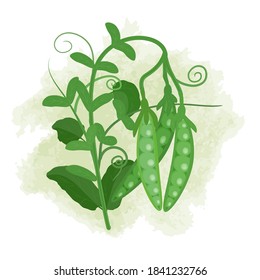 Green peas in a pod on a branch, the image on a watercolor spot isolated on a white background. Vector illustration.