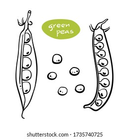 Green peas in pods. Black line sketch collection of vegetables isolated on white background. Doodle hand drawn vegetable icons. Vector illustration