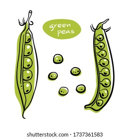 Green peas in pods. Colorful sketch collection of vegetables isolated on white background. Doodle hand drawn vegetable icons. Vector