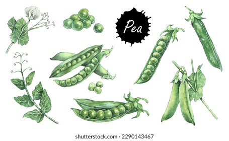 Grüner Erbsenset. Hand Zeichnung Aquarell, Vektorgrafik. Peapoden. Set von frischen ökologischen Produkten. Kann für Postkarten, Menüs, Bücher, Aufkleber verwendet werden. 