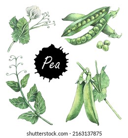 Green peas set. Hand drawn watercolor illustration. Vector Peas, pods and pea leaf. Drawing for magazin and cookbook, postcard, textile, menu