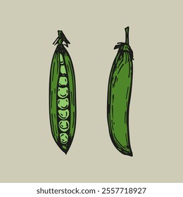 Green peas sketch outline illustration in color. Simple doodle drawing in engraving style. Hand drawn vector line art clipart