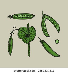 Green peas sketch outline illustration set in color. Simple doodle drawing in engraving style. Hand drawn vector line art clipart