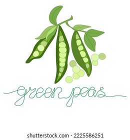 green peas. three open pea pods on a branch with leaves. Bean seeds. Vegetables without nitrates, farm product. lettering without taking your hands off the line