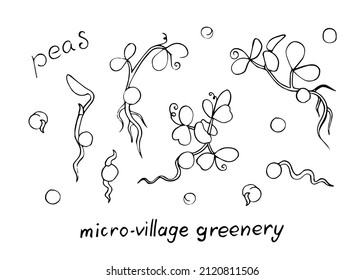 Green peas vector doodle illustration set. Hand drawn green peas microgreens. Healthy food. Detailed organic product sketch. Cooking flavor ingredient. Great for label, sign, icon