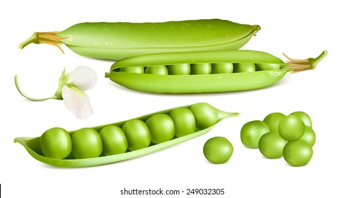 Green peas. Vector illustration.