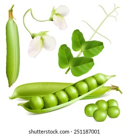 Green peas. Vector illustration.