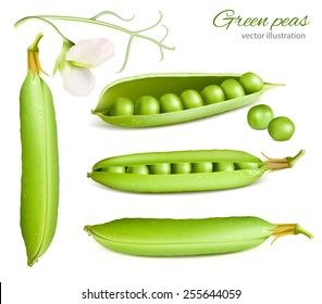 Green peas. Vector illustration