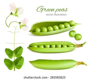 Green peas. Vector illustration