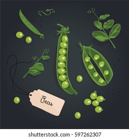 Green peas. Vector illustration