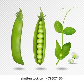 Green peas. Vector illustration. 3d vector green peas set.