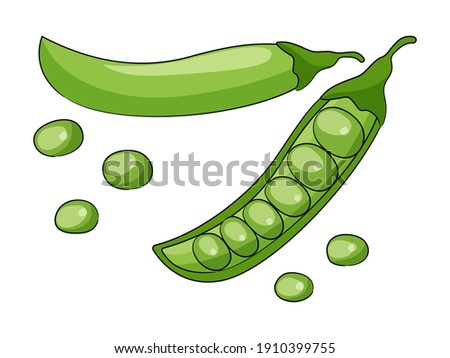 Green peas vector illustration isolated on white background.