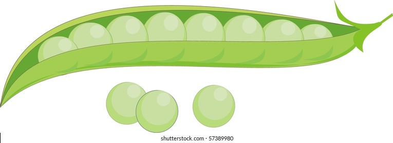 Green Peas - vector realistic isolated illustration