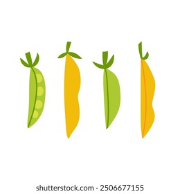 Green peas and yellow beans hand drawn flat vector illustration. Fresh vegetable print for kitchen, menu, food package design. Healthy organic product and source of vegetable protein.