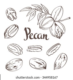 Green Pecan nuts with leaves and dried Pecan nuts isolated on a white background. Vector illustration.