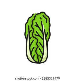 Green peking cabbage isolated Romaine lettuce color thin line icon. Vector petsai or pe-tsai, wombok greens. Wong bok pekinska kapusta, nappa