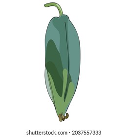 green pepper isolated on white background. 
Vector Illustration Mountain Papaya.