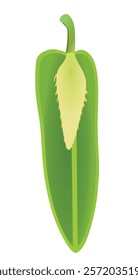 Green pepper on white background, vector