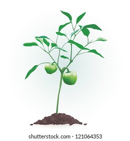 Green pepper plant growing from soil.