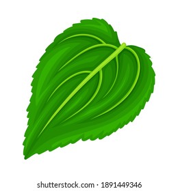 Green Petiolate Heart-shaped Sunflower Leaf with Fibers Vector Illustration