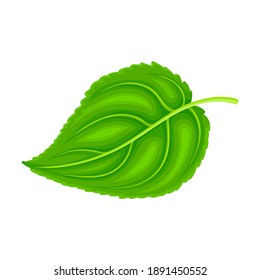 Green Petiolate Heart-shaped Sunflower Leaf with Fibers Vector Illustration