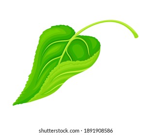 Grünes Petiolat, herzerformes Sonnenblumenblatt mit Vektorgrafik der Fasern