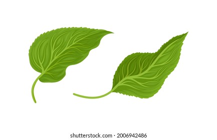 Green Petiolate Sunflower Heart-shaped Leaf with Veins Vector Set