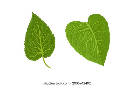 Green Petiolate Sunflower Heart-shaped Leaf with Veins Vector Set