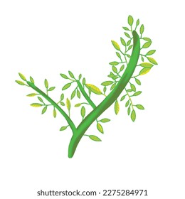 Green Petiole element, Vector, Illustration.