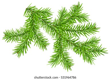 Green pine branch isolated on white. Vector illustration