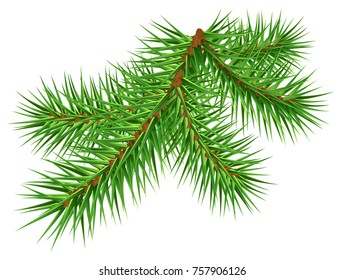 Green pine branch on white background. Vector illustration