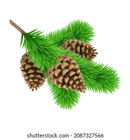 Green Pine Branche with Three Pine Cones. Design Element for Christmas Cards on White Background