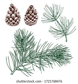 Green pine branches and cones isolated on white background. Realistic hand drawn vector illustration.