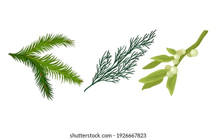 Green Pine or Fir Tree Evergreen Branch with Needle Leaves and Mistletoe Vector Set
