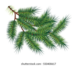 Green Pine Tree Branch, Isolated On White Background. Vector Illustration 