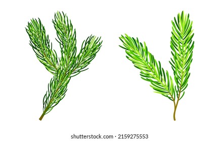 Green pine tree branches for Chrismas decoration cartoon vector illustration