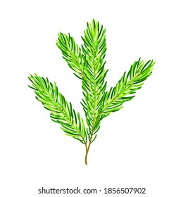 Green Pine Tree Evergreen Branch with Needle Leaves Vector Illustration