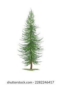 Green pine tree on white background realistic vector illustration
