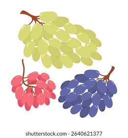 Green, pink and blue grapes in flat cartoon design. Fresh juicy vine fruit. Delicious grapevine berry for summer picnic. Healthy ingredient for vegetarian or vegan diet. Vector illustration isolated.