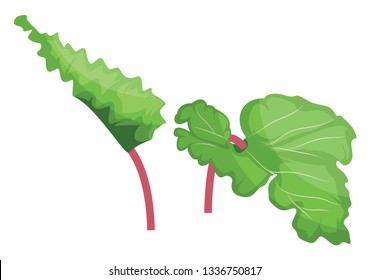 Green and pink rhubarb leafs vector illustration of vegetables on white background.