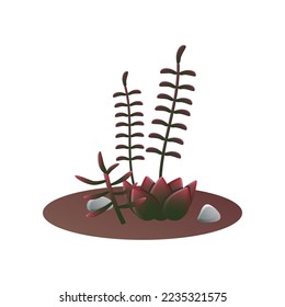 Suculentos verdes y rosas que crecen en el suelo de la olla. Ilustración vectorial de las plantas de las casas tropicales para la decoración interior. Cactus de dibujos animados para un jardín interior aislado en blanco. Terrario, concepto de naturaleza